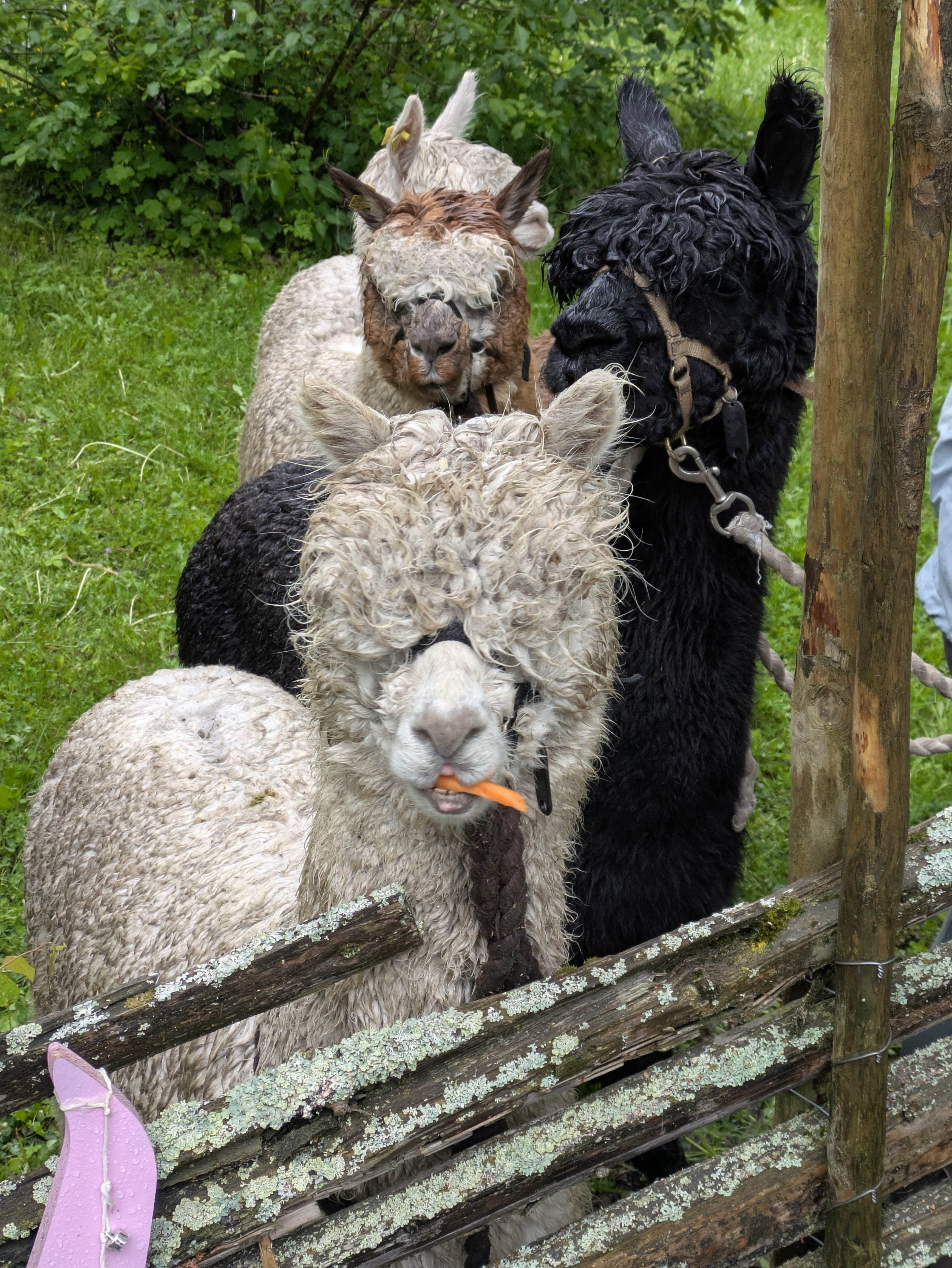 Alpacca looking at photographer
